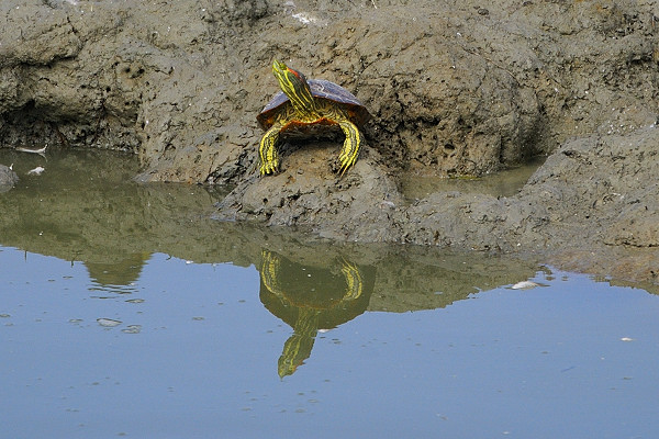 Trachemys scripta elegans